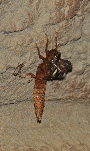 Adult emerging from nymphal skin
21 Apr 2010  Rabun